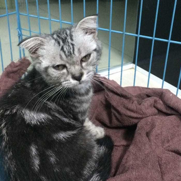 เจ้าเหมียว ริช จากซาปาสู่ฮานอย  เจ้าเหมียว ริช จากซาปาสู่ฮานอย